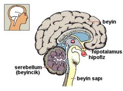 Prolaktin Hormonu Deerleri